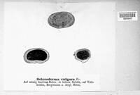 Scleroderma citrinum image
